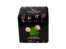 Набор для выращивания Small village cube Эхиноцереус