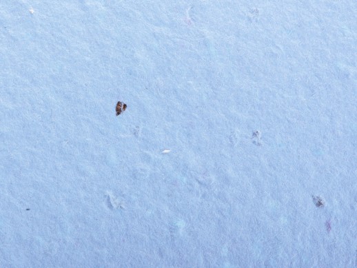 Живой блокнот с семенами цветов, А6, синий