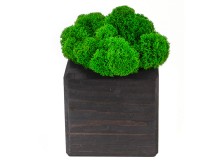 Композиция Мох в интерьере эбен, зеленый