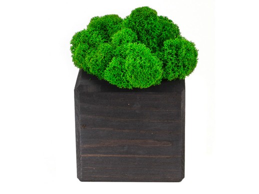 Композиция Мох в интерьере эбен, зеленый